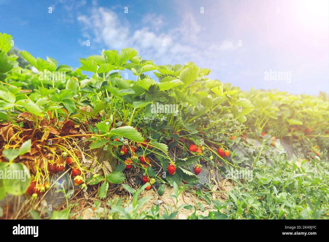 Strawberry bushes on strawberry field in a farm Stock Photo - Alamy