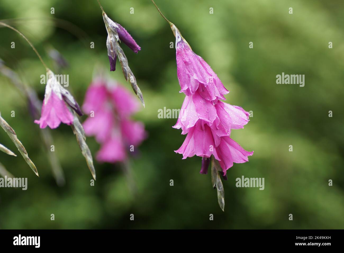 Dierama pulcherrimum Stock Photo