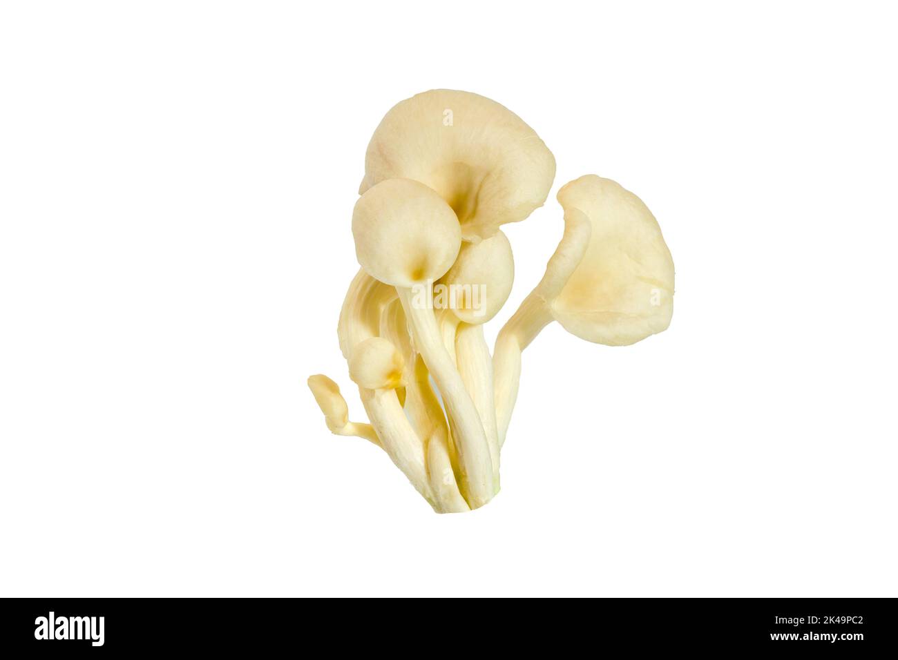 fresh white oyster mushroom diet, isolated on white background Stock