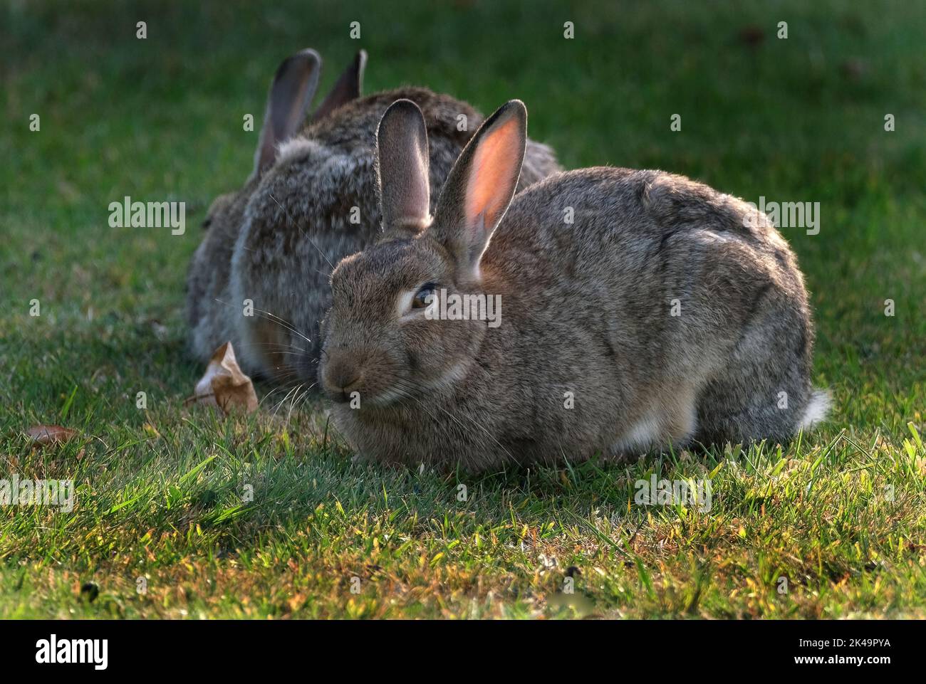 Rabbits, also known as bunnies or bunny rabbits, are small mammals in