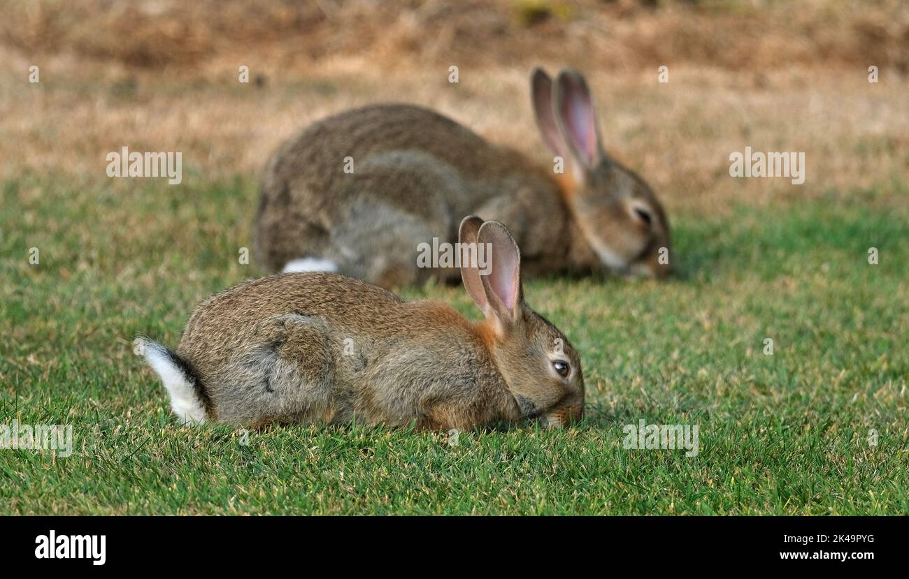 Rabbits, also known as bunnies or bunny rabbits, are small mammals in