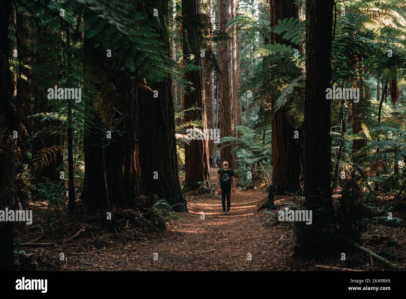 caucasian boy standing on path looking up contemplating beauty of forest trees, redwood treewalk, rotorua, new zealand Stock Photo