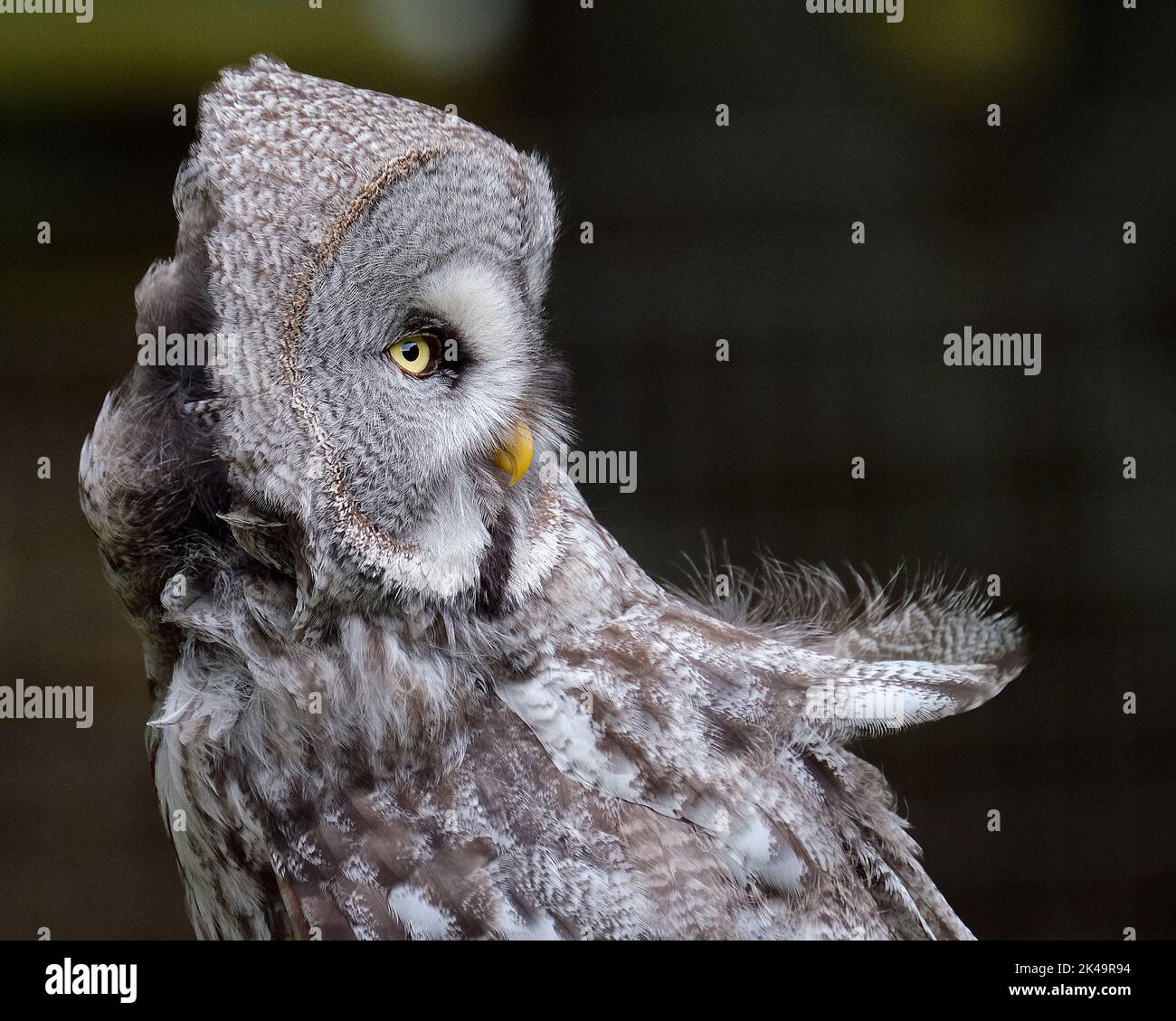 The great grey owl is a very large owl, documented as the world's largest species of owl by length. It is distributed across the Northern Hemisphere, Stock Photo