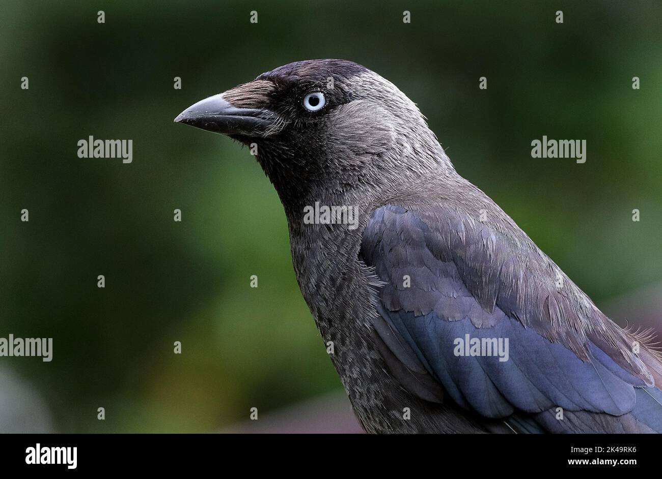 The western jackdaw, also known as the Eurasian jackdaw, the European jackdaw, or simply the jackdaw, is a passerine bird in the crow family. Stock Photo