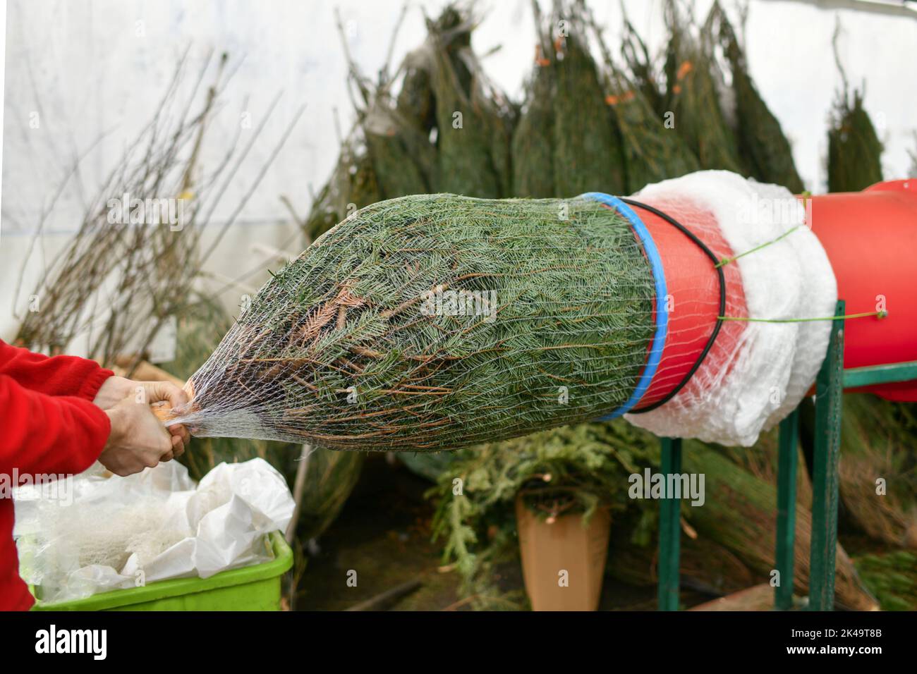 Salesman being wrapped up a Christmas tree packed in a plastic net