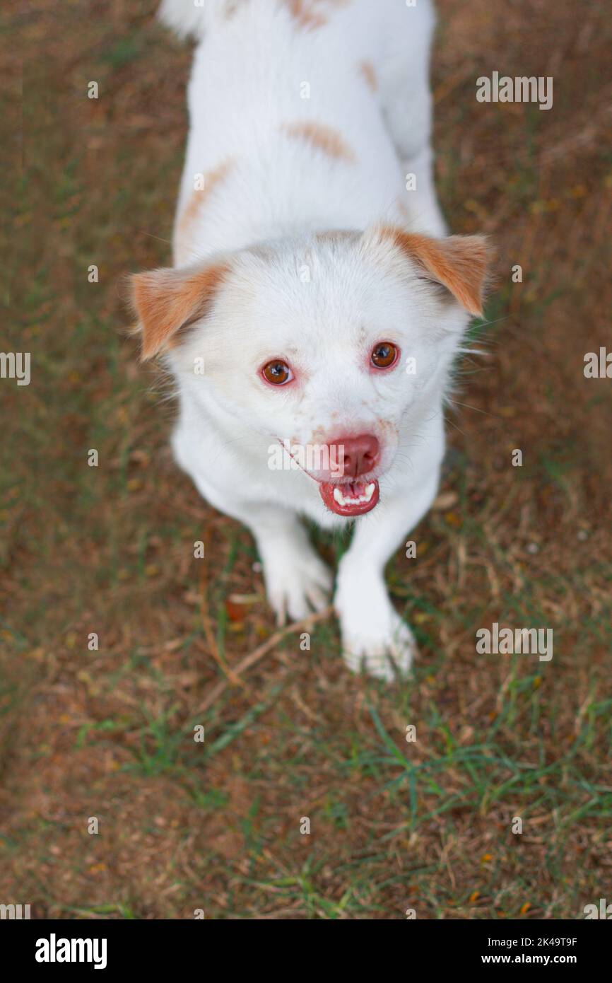 Lovely dog in green grass background Stock Photo - Alamy
