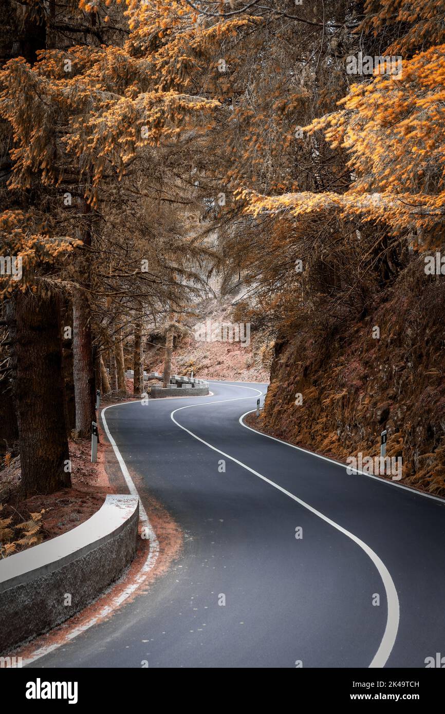 A vertical shot of an asphalt road surrounded by yellow leaved trees in ...