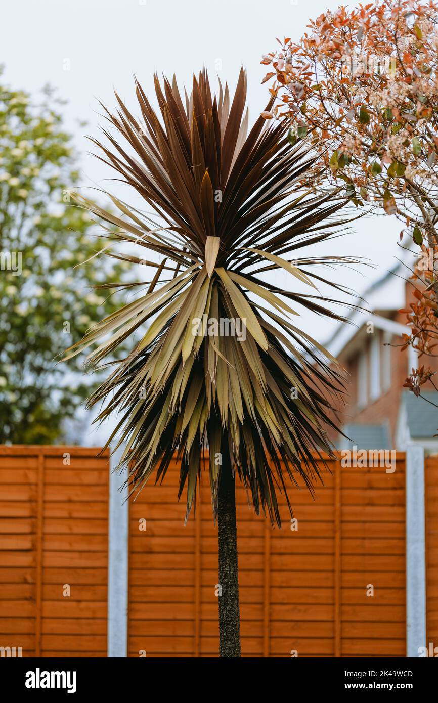 A vertical closeup of Cordyline australis, commonly known as the cabbage tree, ti kouka. Stock Photo