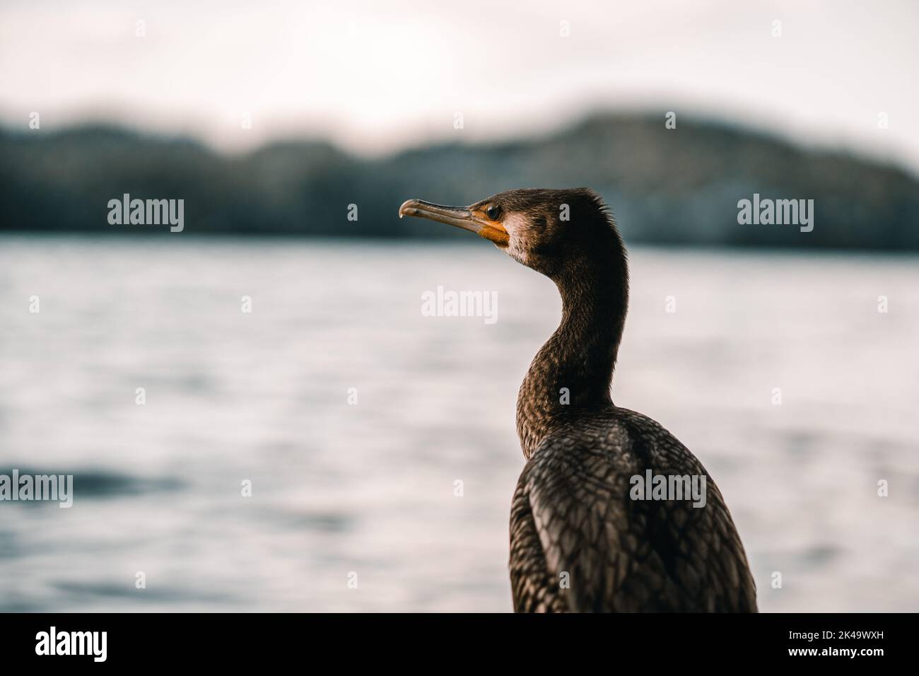 head and neck of a cormorant bird in profile with curved orange beak and gray and brown feathers in the lake, tarawera lake, new zealand Stock Photo