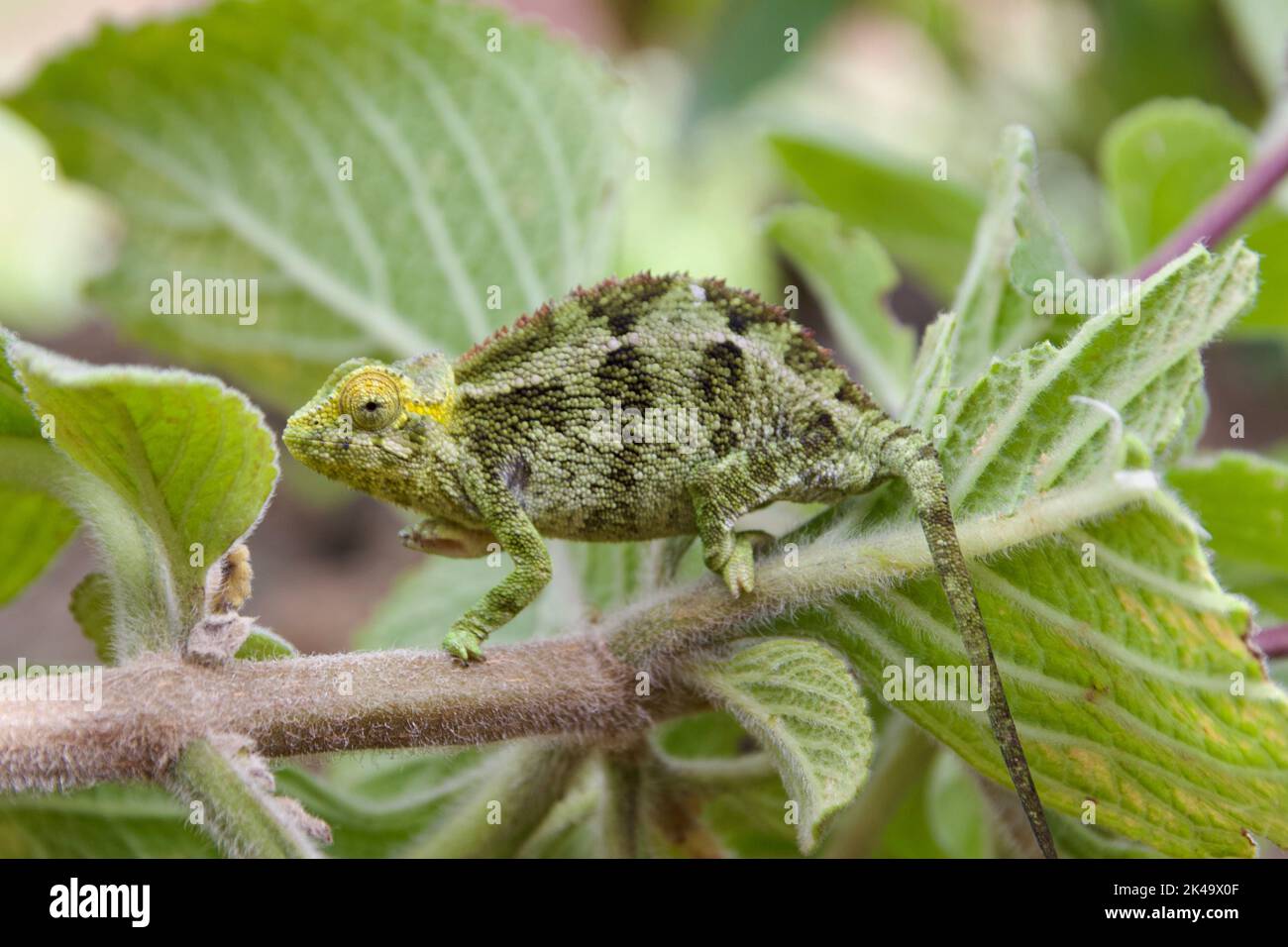 A green graceful chameleon on a branch in Uganda Stock Photo