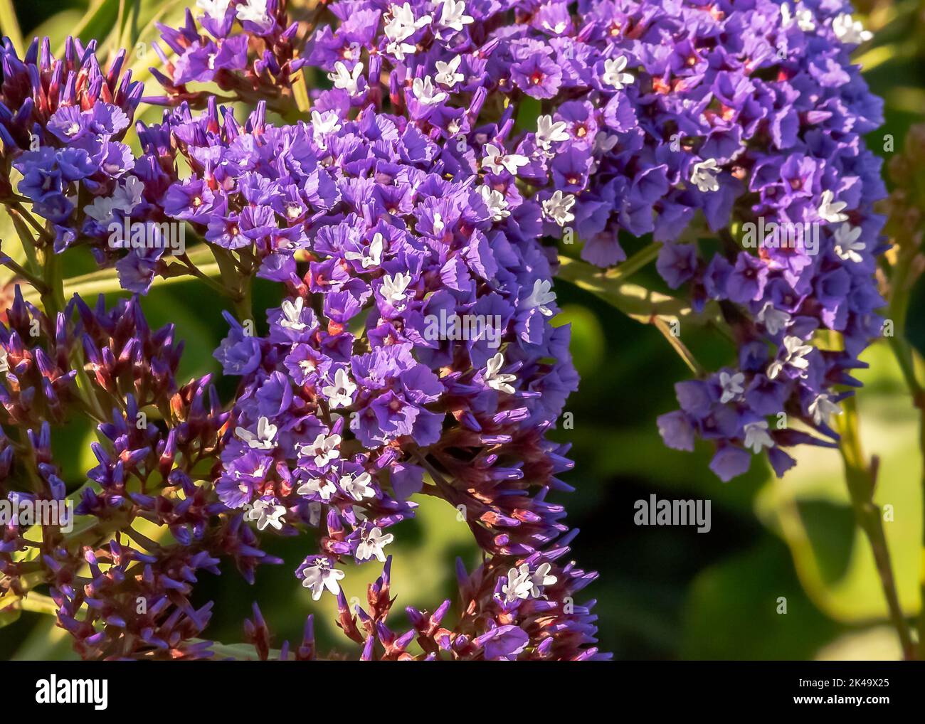 A closeup shot of limonium lavender flowers Stock Photo