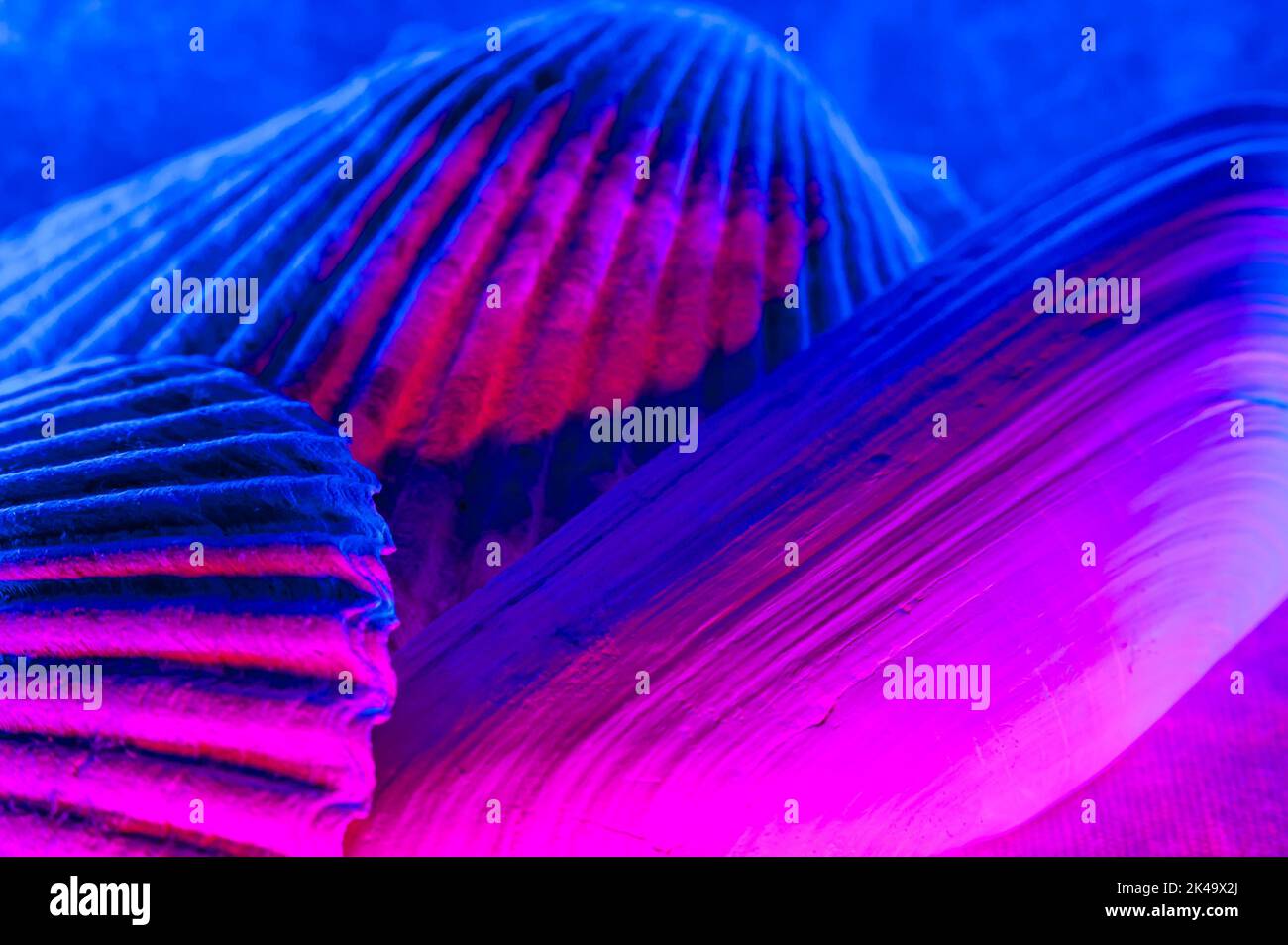 A closeup shot of seashells texture with pink and blue lights Stock ...