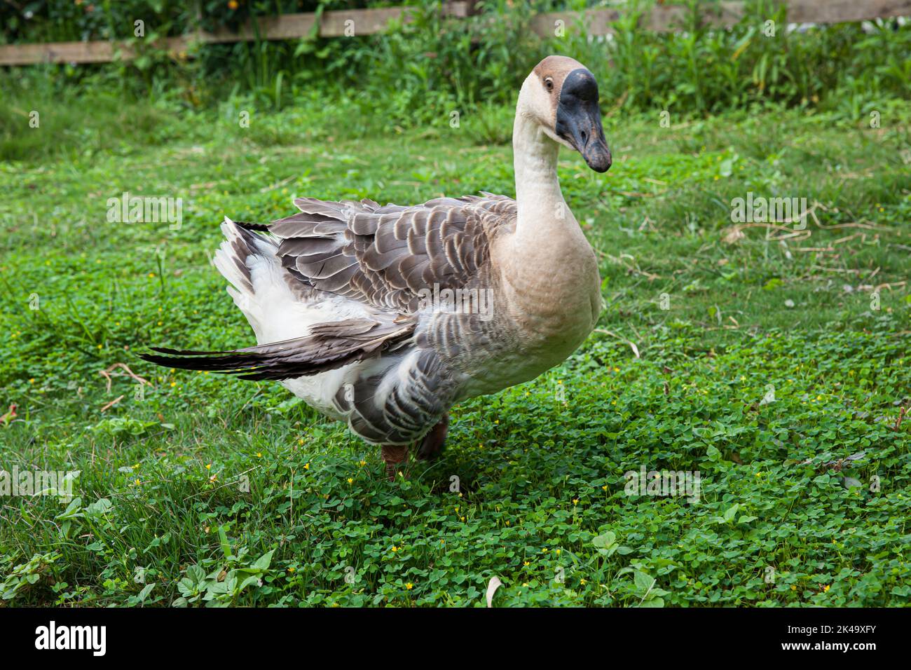 gray goose walk on the green lawn in country farm Stock Photo Alamy