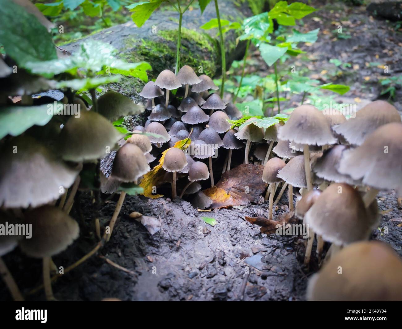 Group of Coprinellus Disseminatus mushrooms or Fairy Inkcap in wild autumn forest Stock Photo