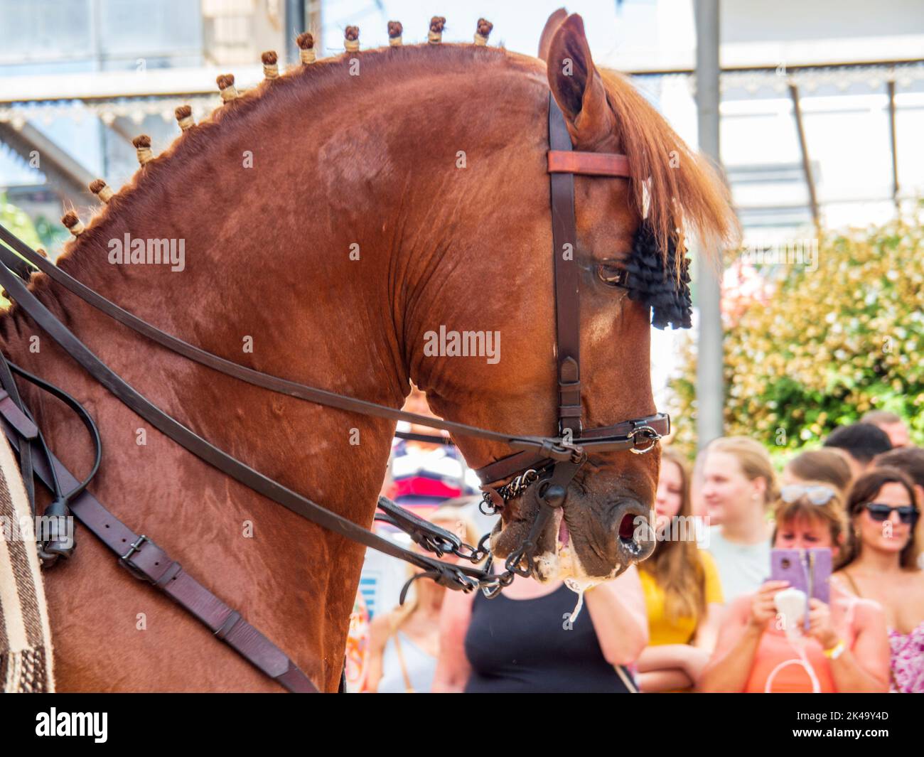 Head of a purebred Spanish horse during the celebration of the Horse Day in Fuengirola. Stock Photo