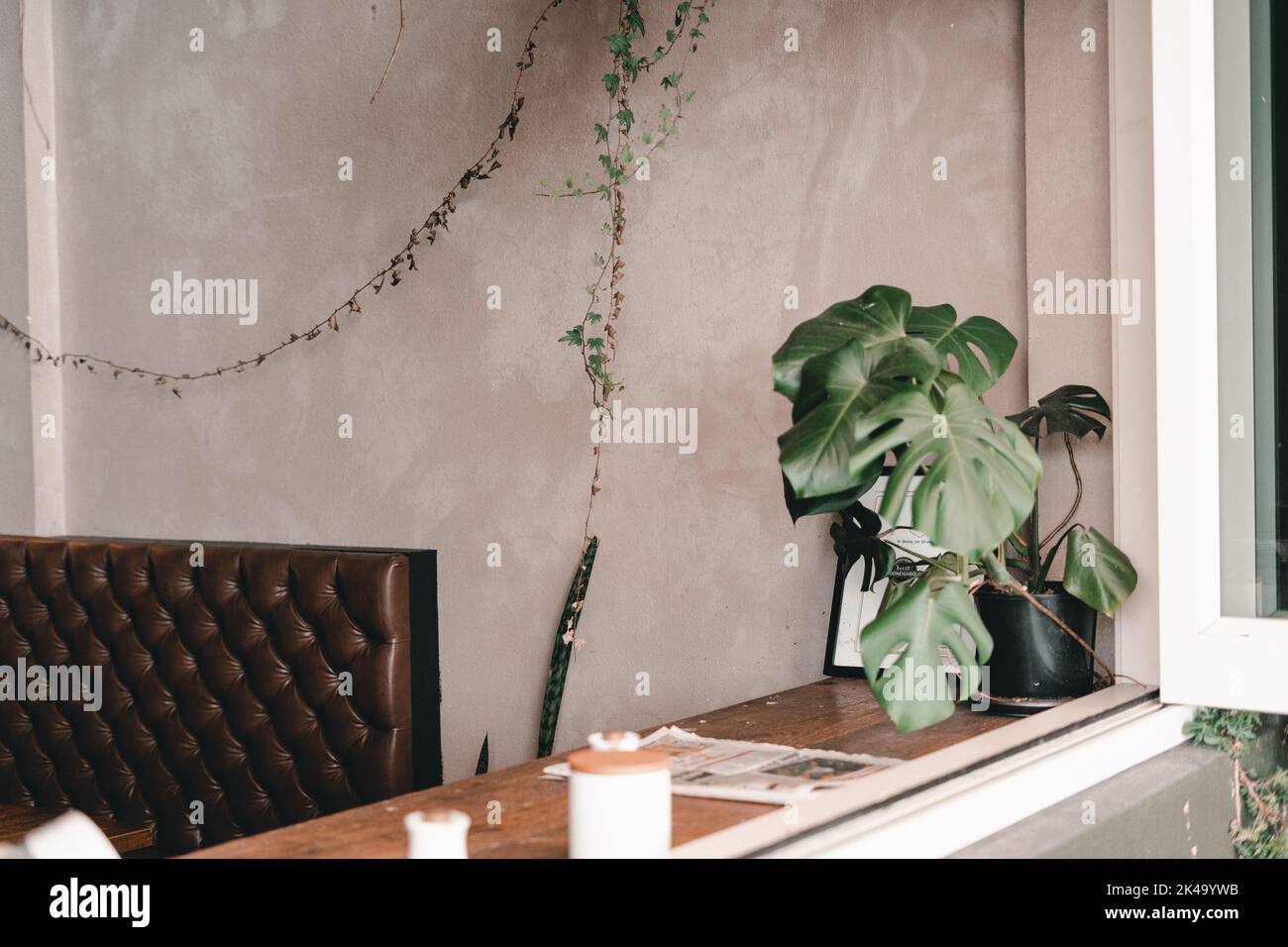 Mylk Table nice coffee shop wall with small leaf plant hanging from ceiling next ...