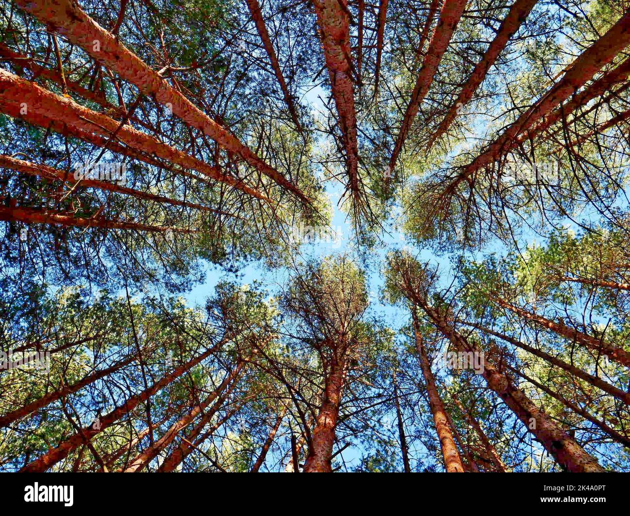A low-angle shot of dense pine trees against a blue sky in a forest ...