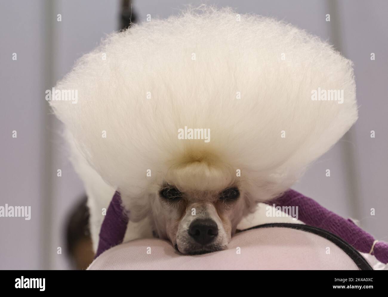 Pet owners bring their furry pets to the Hong Kong Pet Show 2022 at the