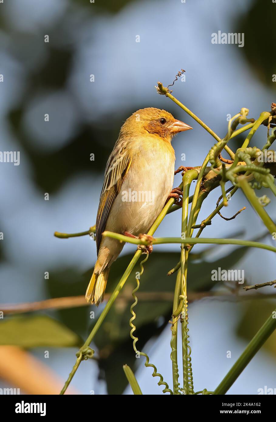 Vitaline Masked Weaver (Ploceus vitellinus) possibly cross with Southern Masked Weaver (P.velatus) adult female perched on vine, introduced species  S Stock Photo