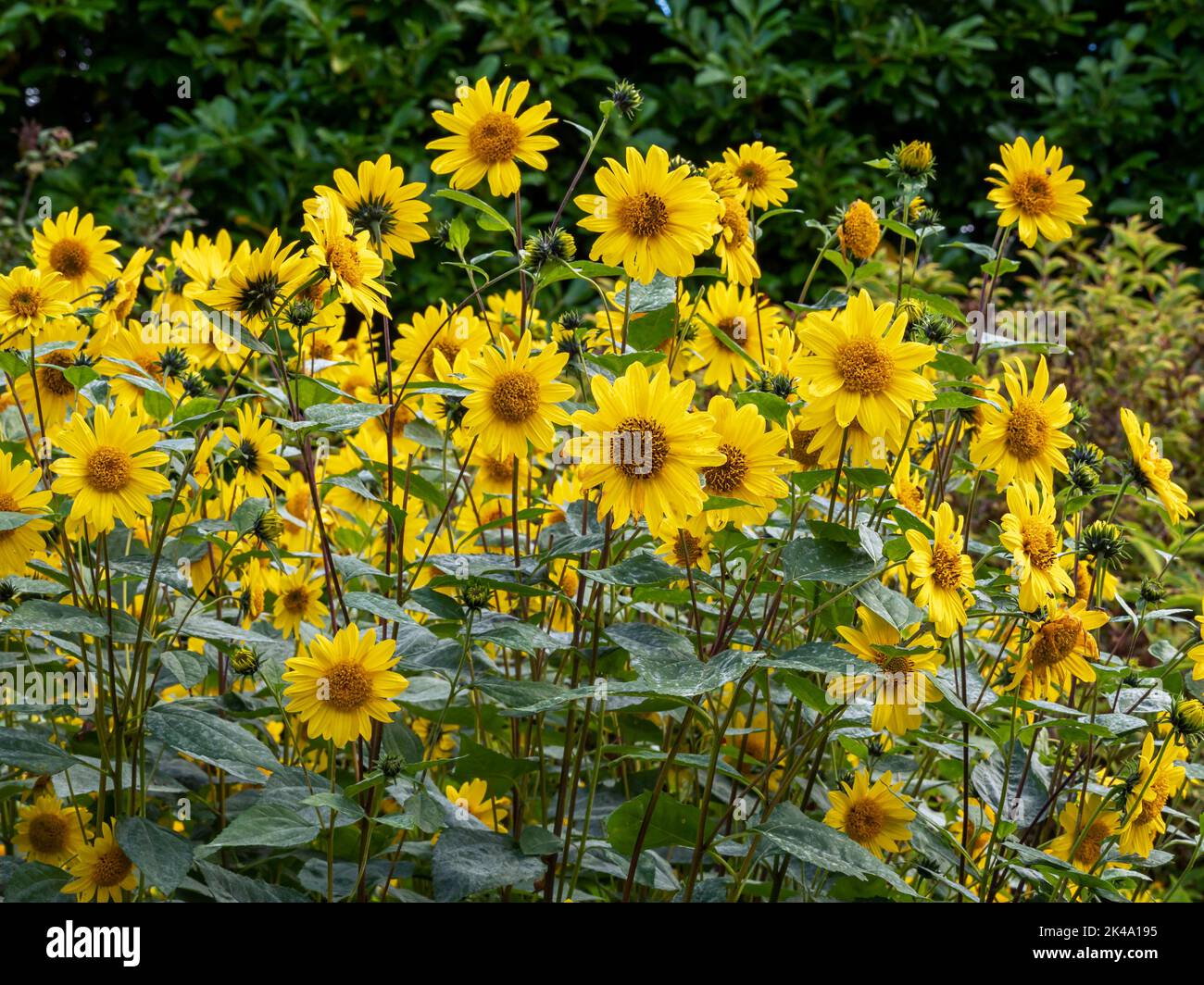Dense sunflowers flowering in a garden bed Stock Photo