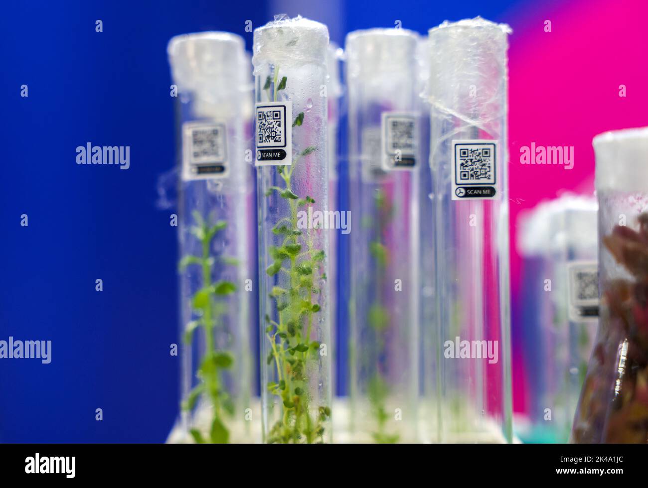 Sprouts of an agricultural plant grown in a test tube. Stock Photo
