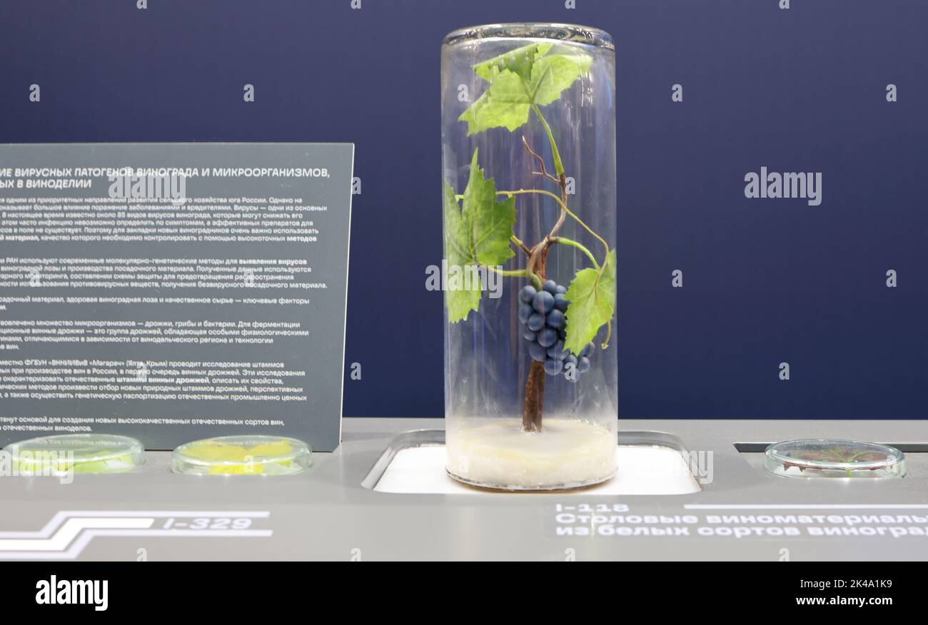 Vine with berries grown in a test tube. Stock Photo