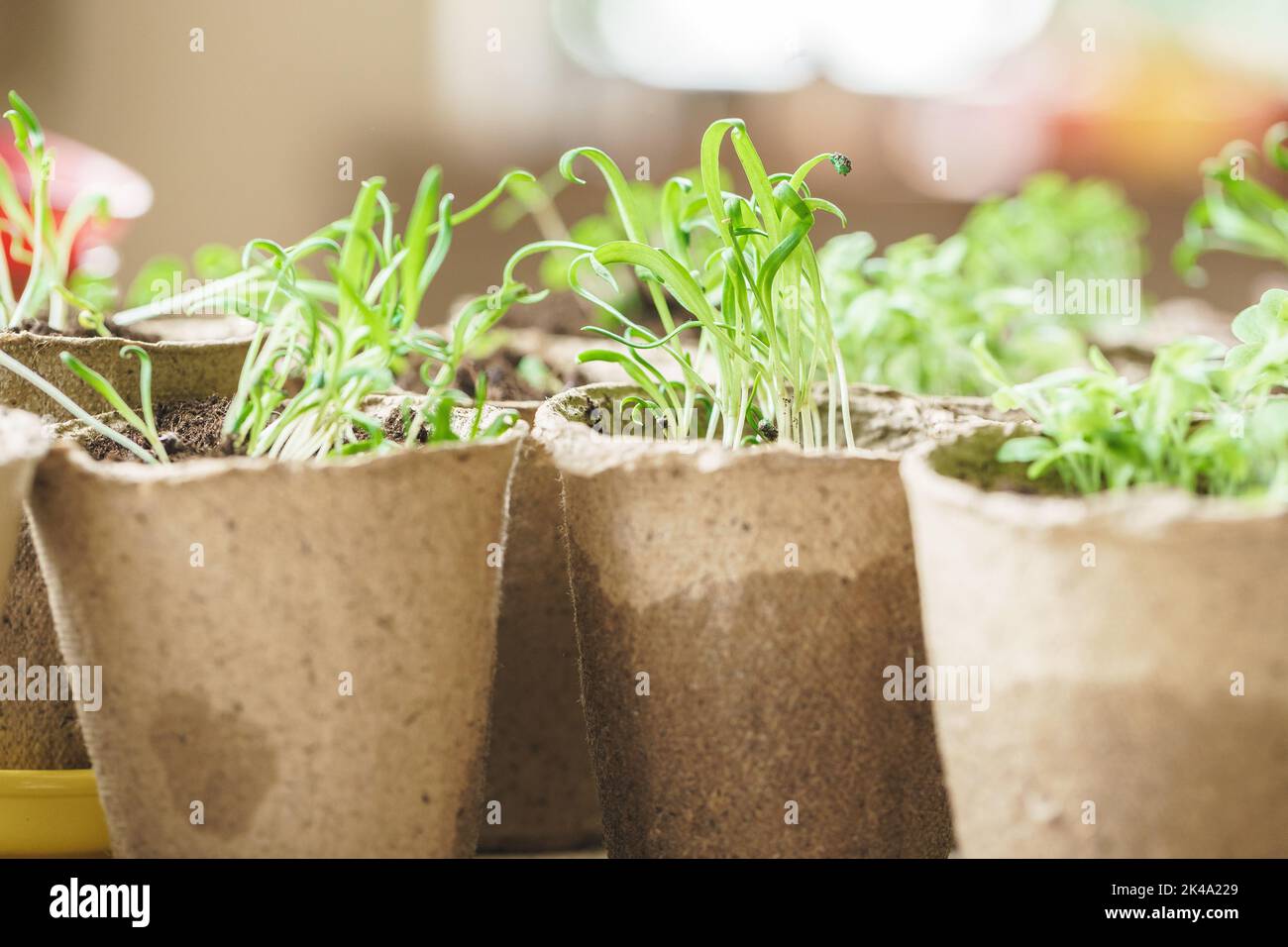 plant in seedling peat pot on a wooden table Stock Photo - Alamy
