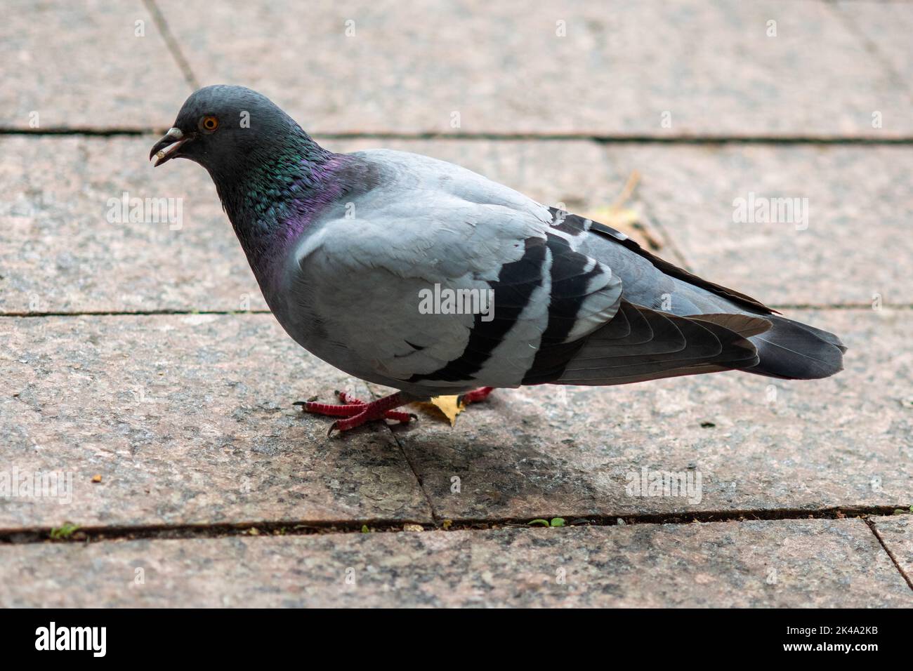 A pigeon is looking for bread crumbs on the sidewalk on an autumn day. Stock Photo