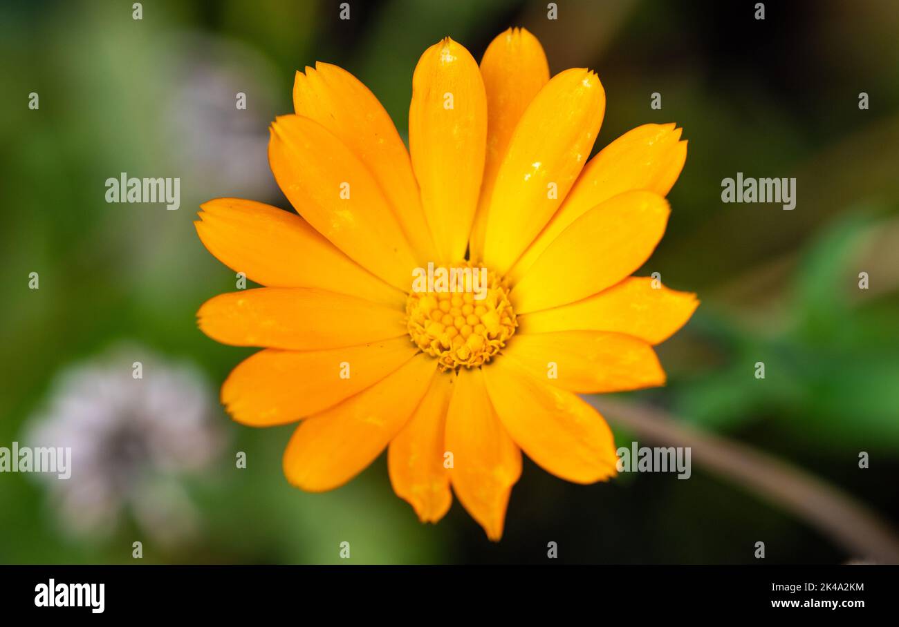 The flower is yellow. Macro image Stock Photo