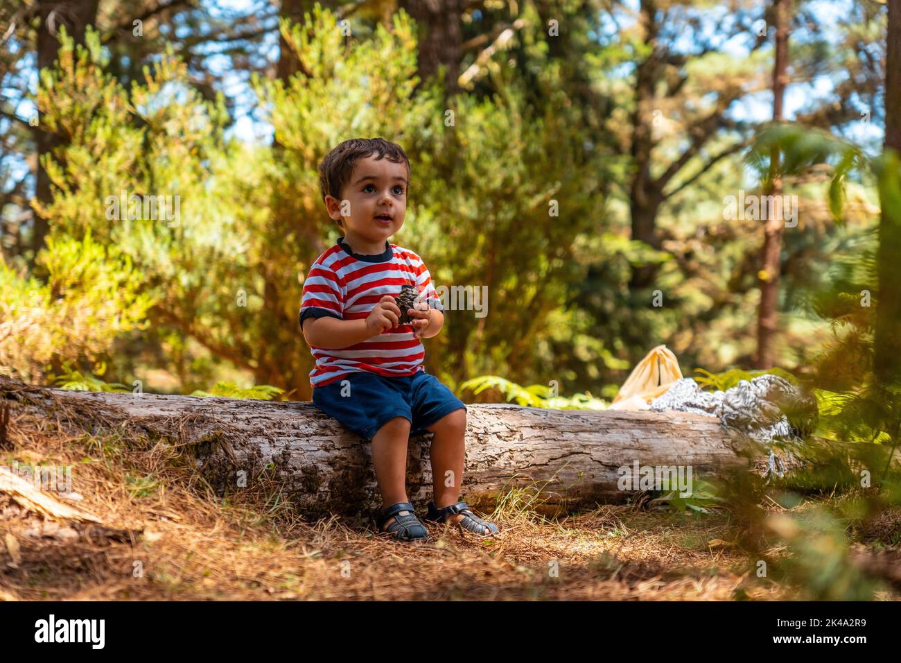 A little boy sitting on a tree in nature next to pine trees, Madeira ...