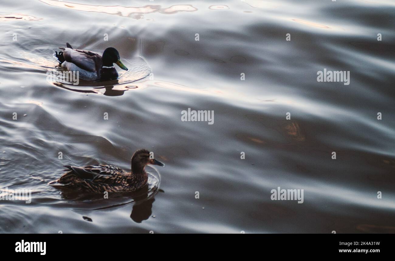 two ducks on the dark water of the pond in the autumn evening Stock Photo