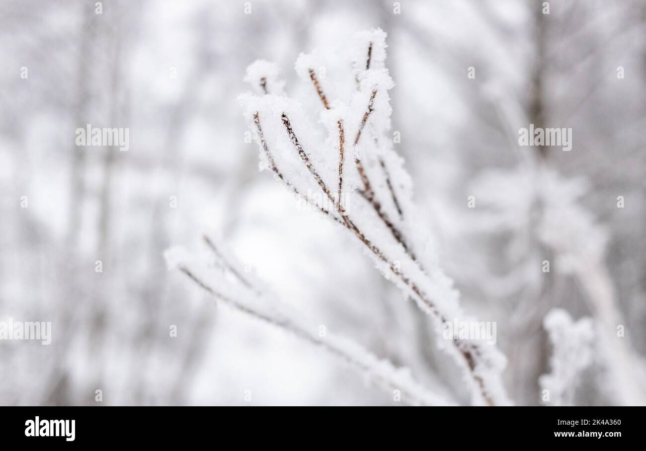 An ice-covered tree branch in a winter forest. Stock Photo