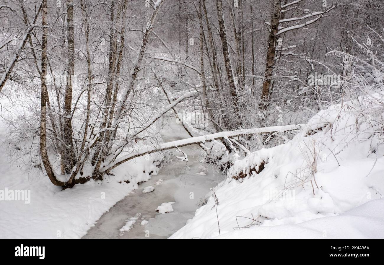 A fallen tree covered with snow over a frozen stream in a winter forest. Stock Photo
