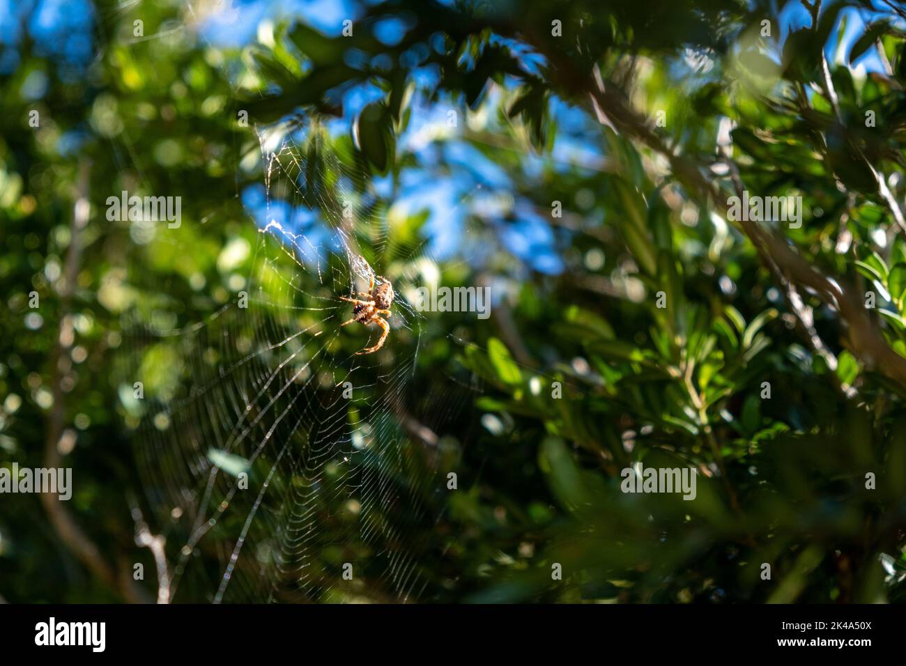 Macro close up shot of a European garden spider sitting on a spider's ...
