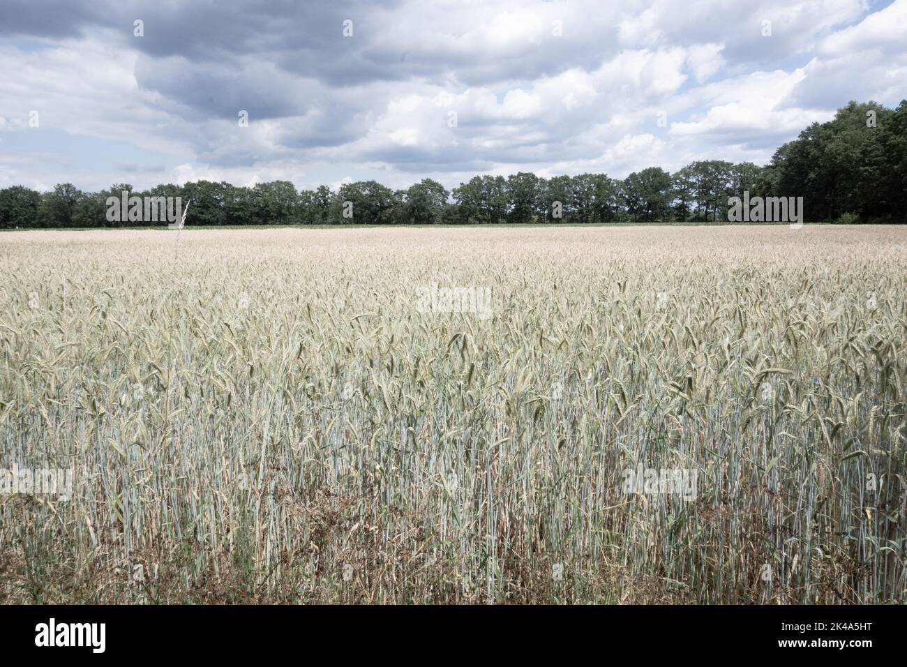 A rural agricultural field under a cloudy dark sky Stock Photo - Alamy