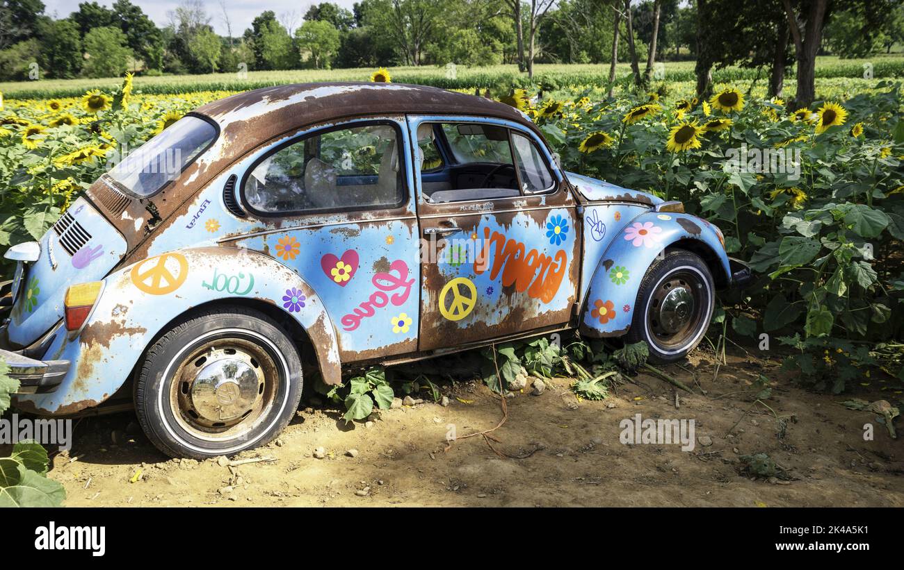 Car flowers beetle hi-res stock photography and images - Alamy