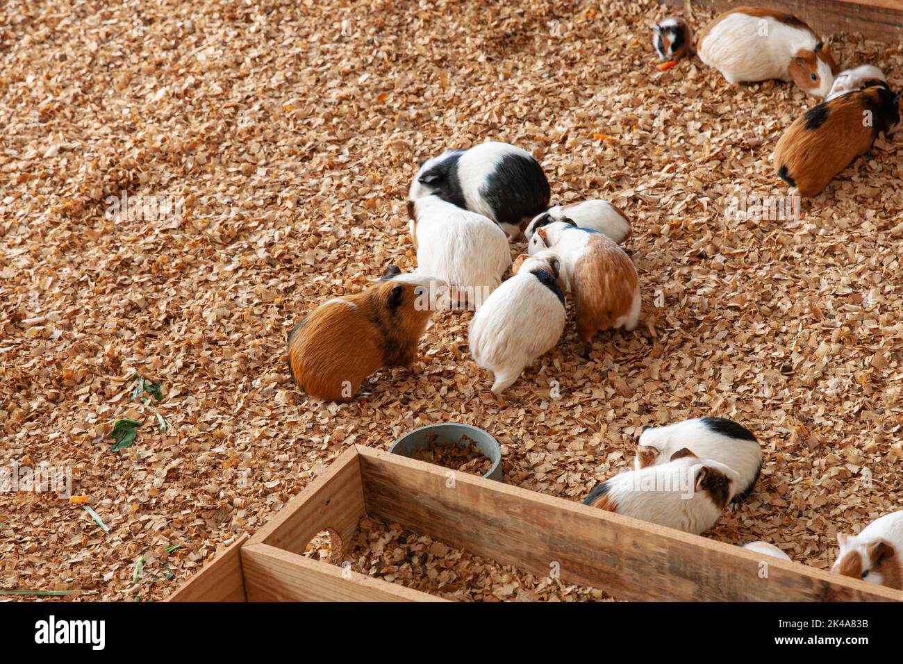 Group of guinea pig on sawdust in their cage Stock Photo Alamy