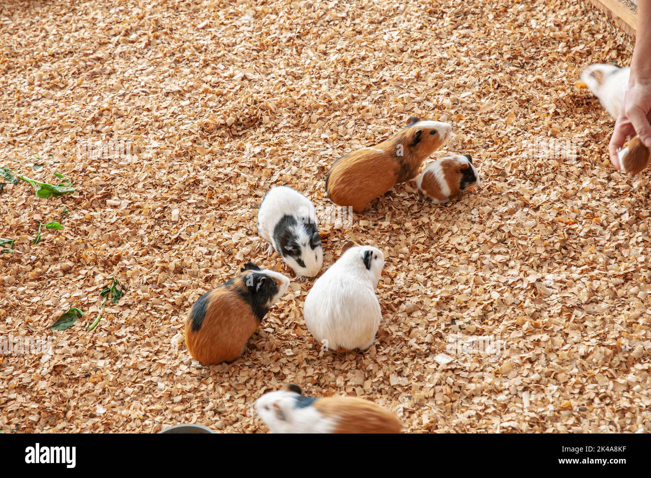 Group of guinea pig on sawdust in their cage Stock Photo Alamy