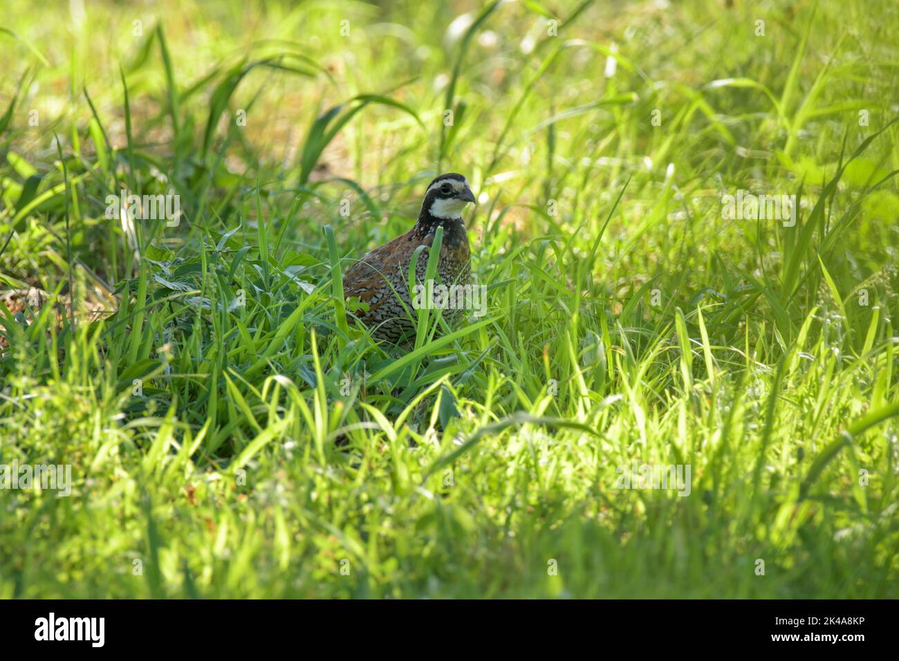 Male Bobwhite quail sitting in high grass in the shade of a tree on a hot summer evening Stock Photo
