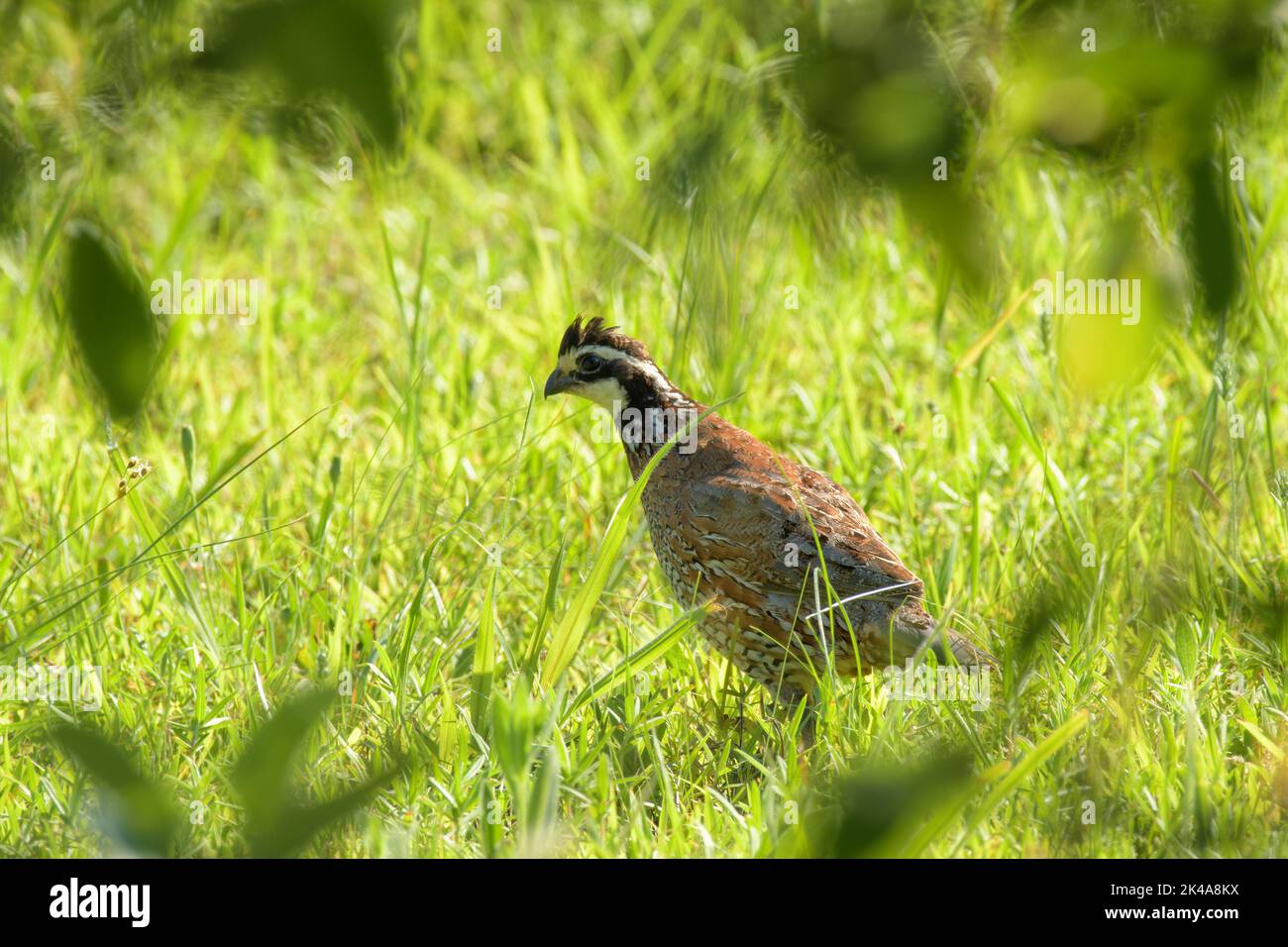 Beautiful male Bobwhite quail in grass, seen through tree leaves Stock