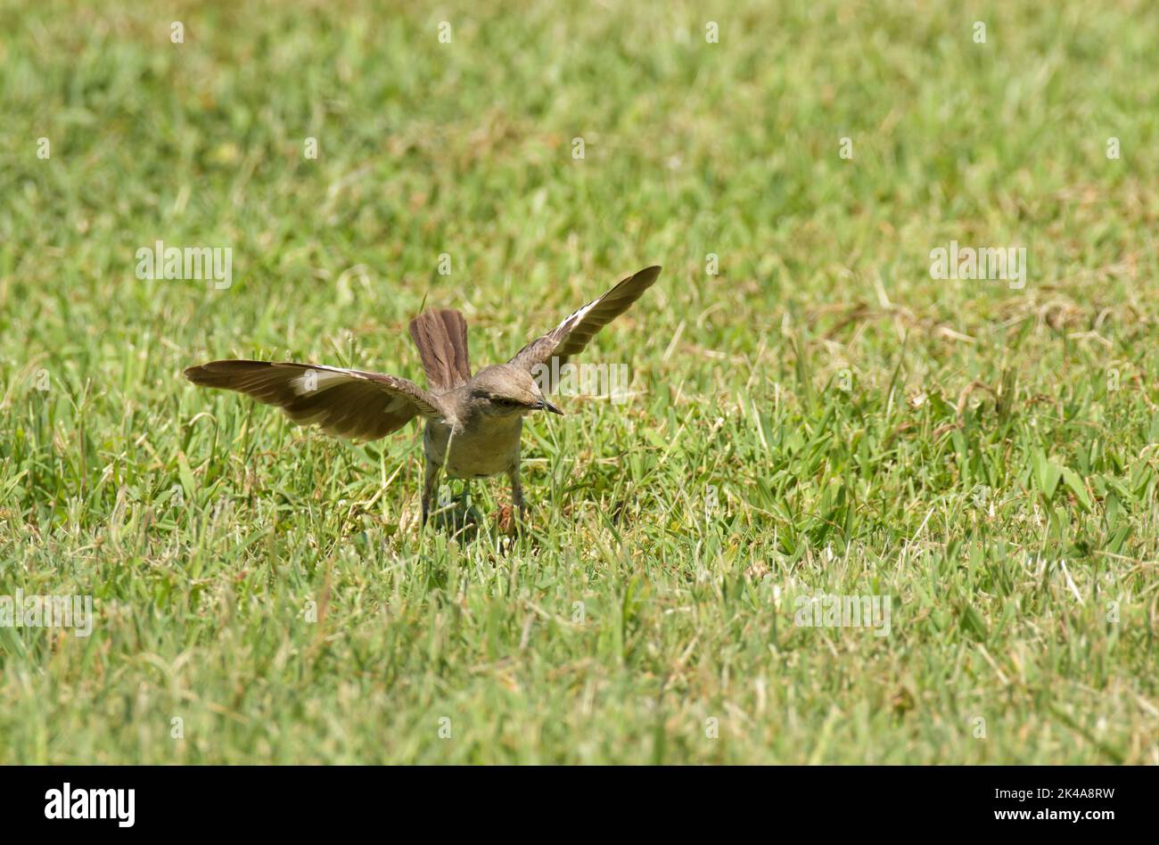 Northern Mockingbird in grass, posturing with wings up, while looking for insects to eat Stock Photo