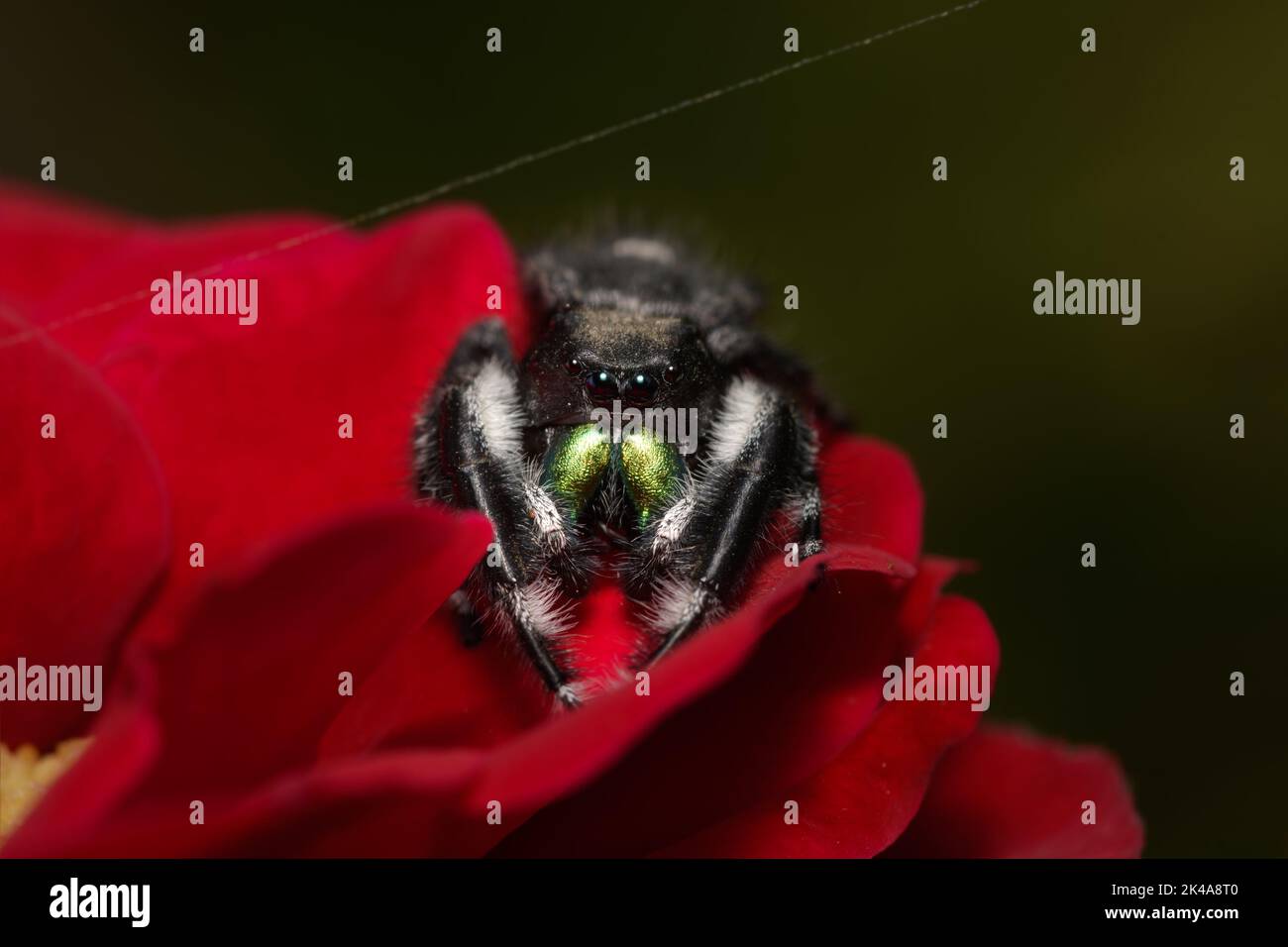 Beautiful male Bold jumping spider resting on top of a red rose Stock Photo