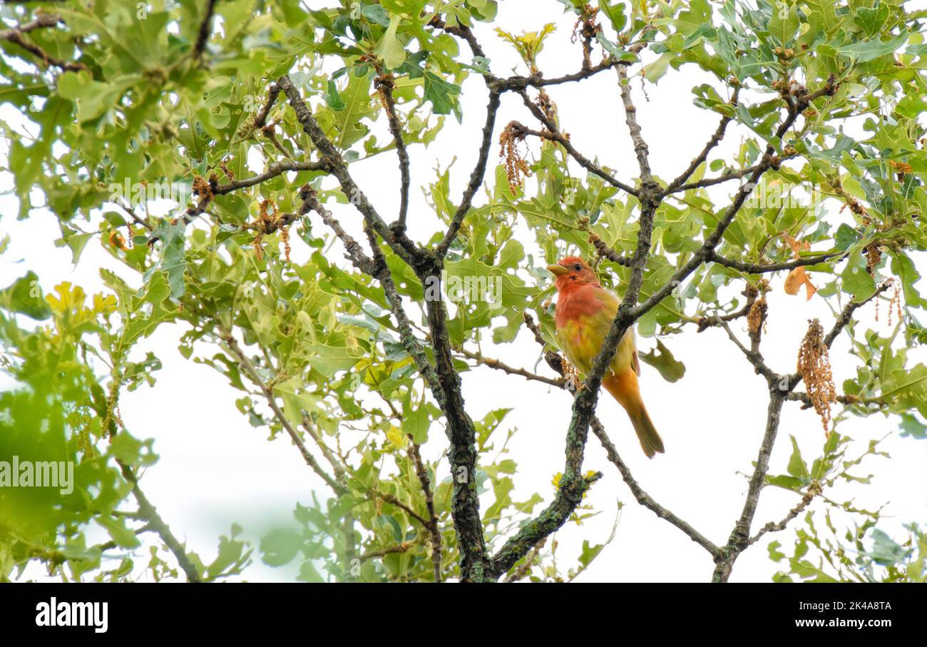 Immature male Summer Tanager perched on a branch on the top of an oak tree against cloudy skies Stock Photo