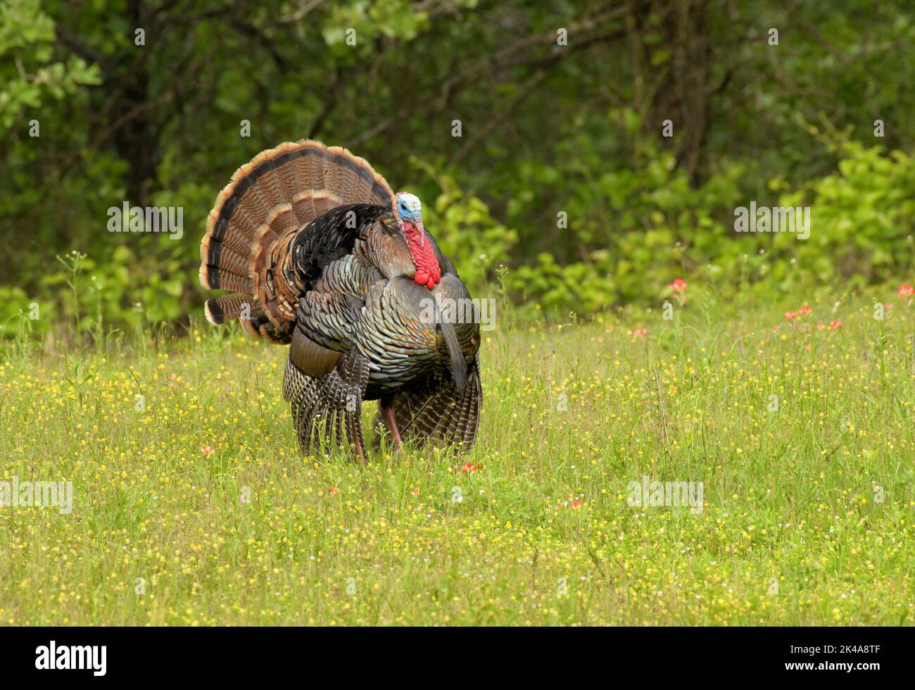 Beautiful tom Rio Grande wild turkey strutting amidst yellow and pink wildflowers in spring; with his tail fanned out and wings dropped down Stock Photo