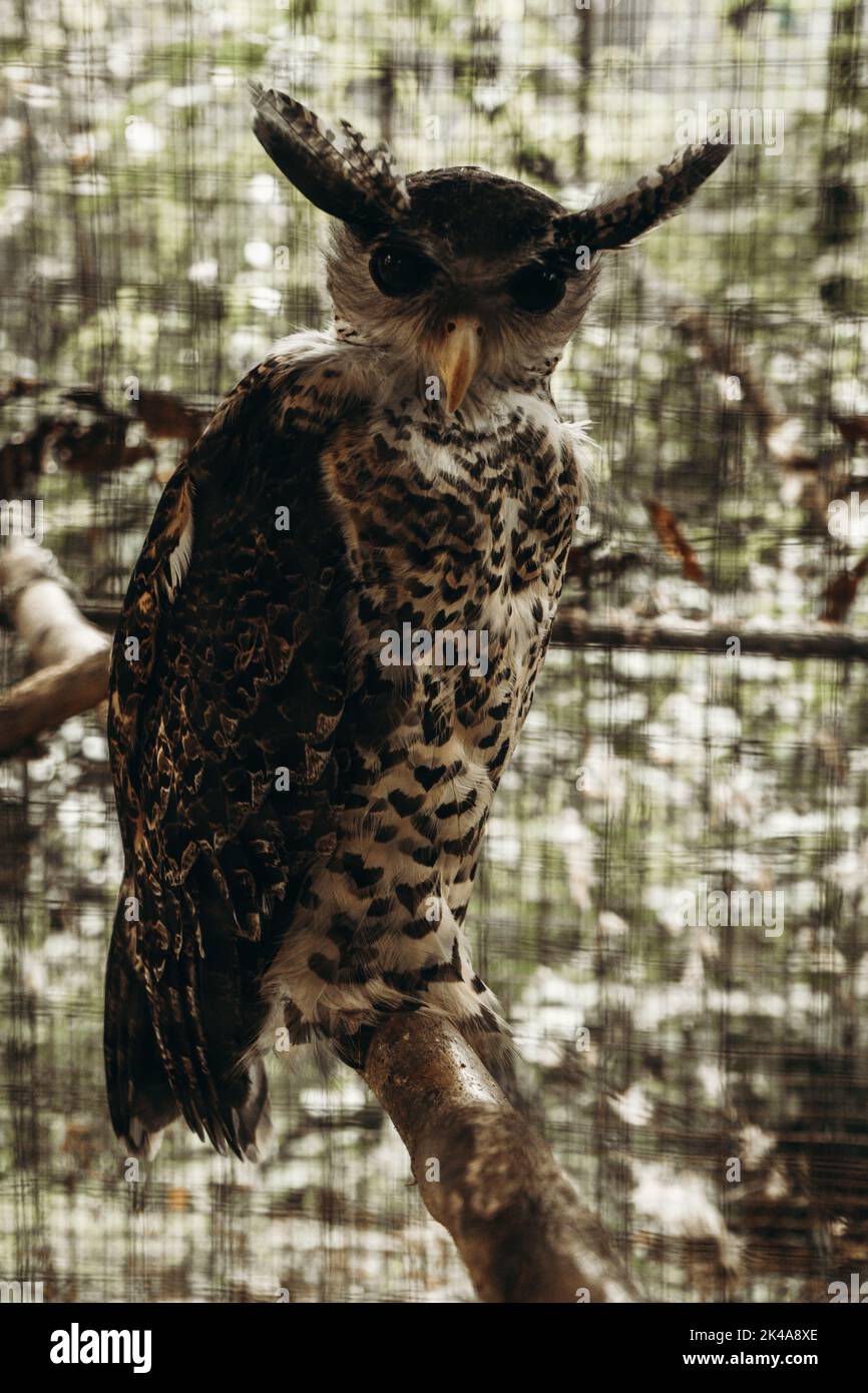 A closeup of a spot-bellied eagle-owl in the cage perched on the tree branch with the cage Stock Photo
