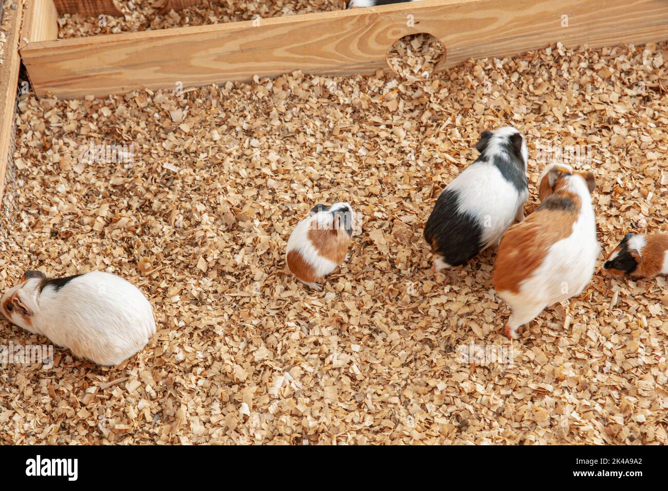 Group of guinea pig on sawdust in their cage Stock Photo Alamy