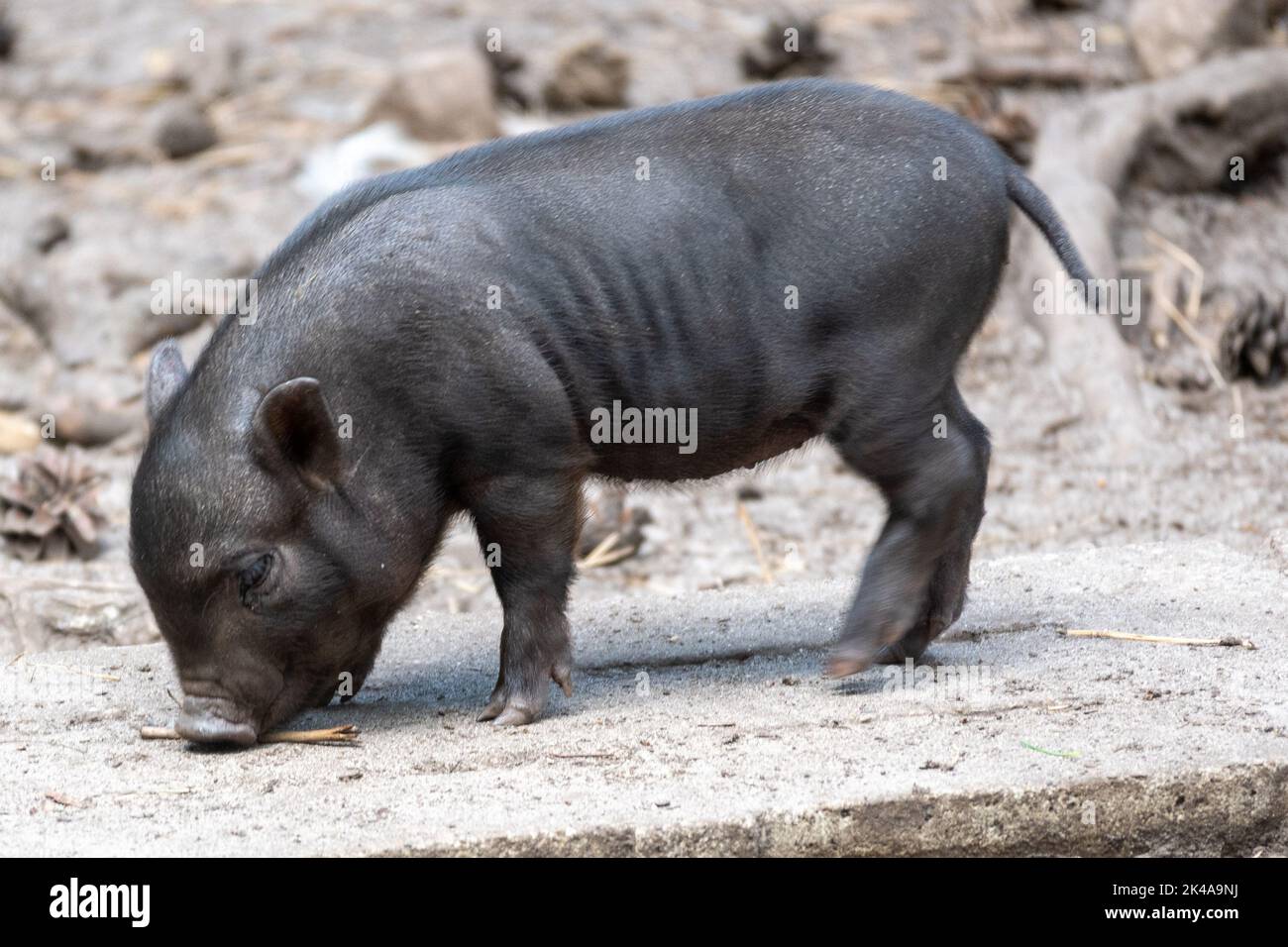 Baby pot belly pig food cheap