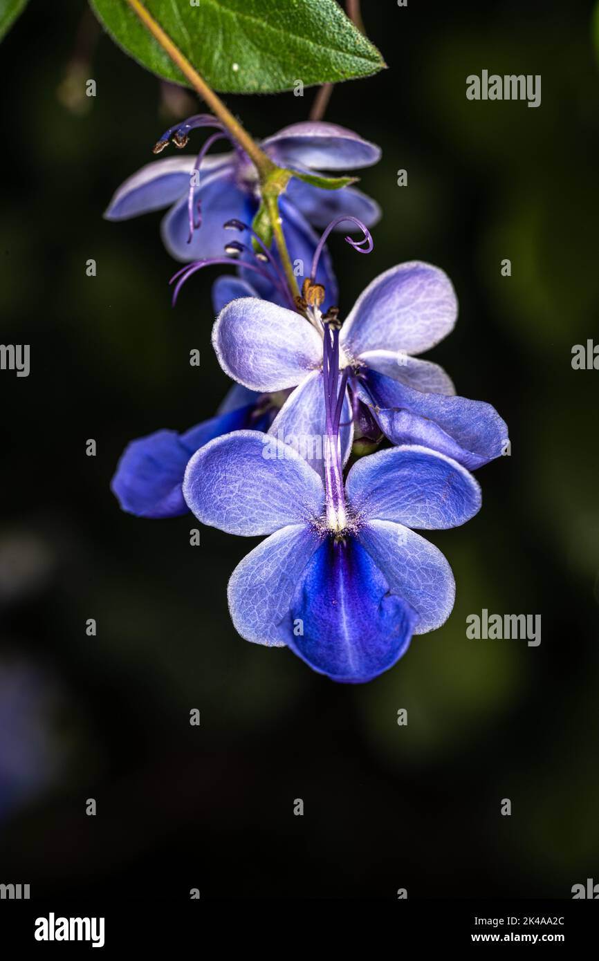 Flowers of the Blue Butterfly Bush (Rotheca myricoides) Stock Photo