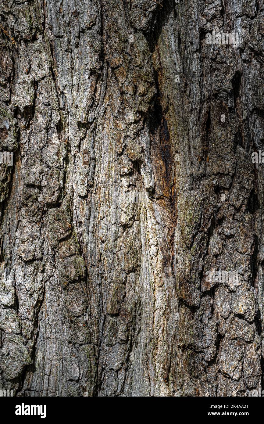 Bark of Downy or Pubescent Oak (Quercus pubescens) Stock Photo