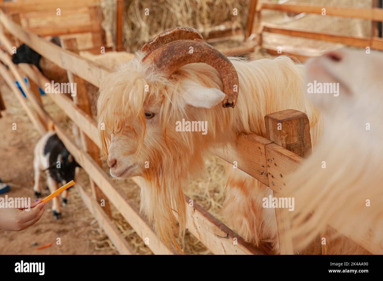 Goat in farm eat carrot behind fence Stock Photo Alamy